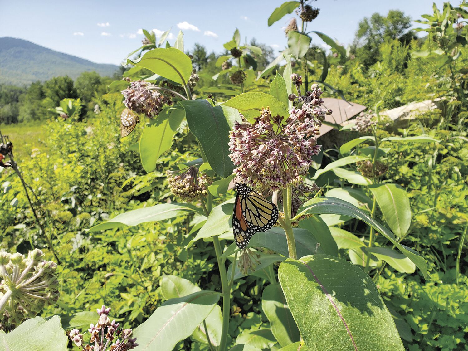 More Thoughts While Weeding: Adapting to a changing garden world with shifting seasons